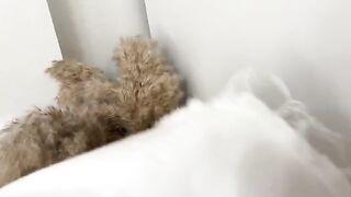 The man sniffed panties and fucked a curvy woman in her wet pussy